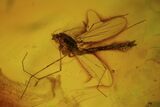Fossil Ant (Formicidae) & Fly (Diptera) In Baltic Amber #72255-2